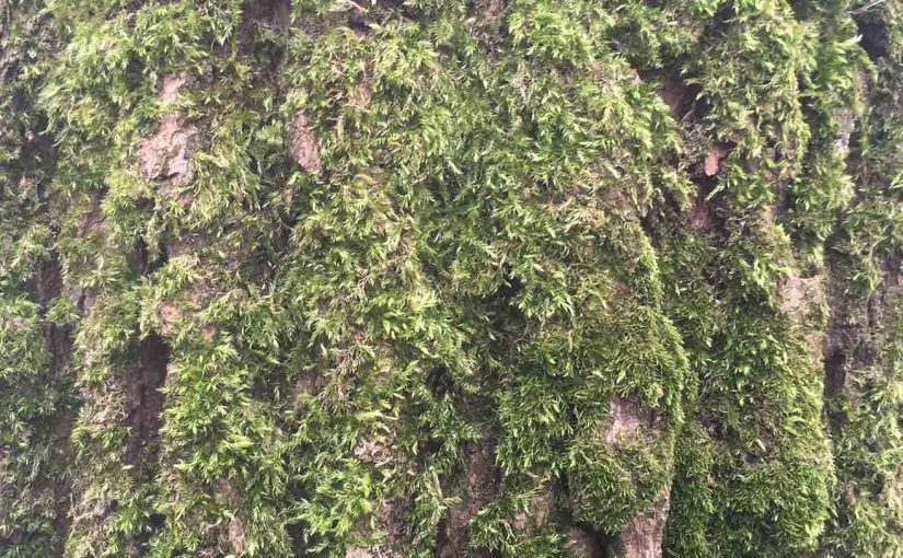 Frühlingswut