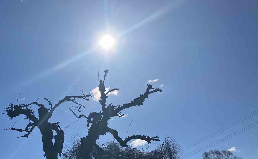 Sonnenliebe