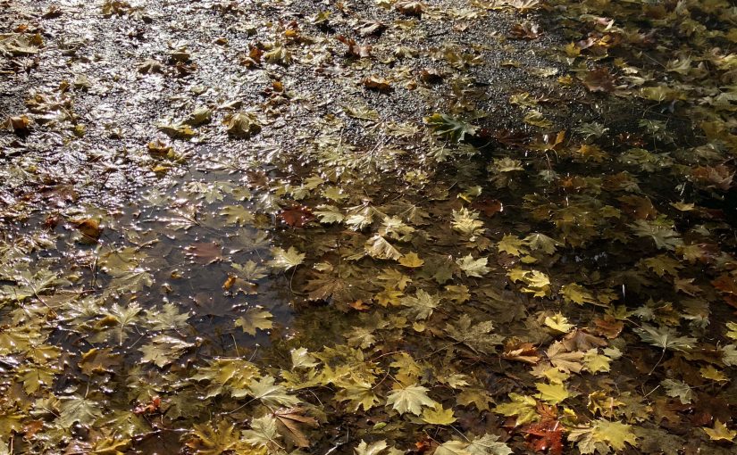 Herbstgrenze